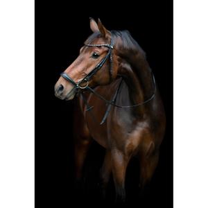 506353001-equestrian-bridle-with-drop-noseband-horseguard-cryll-25-2-black