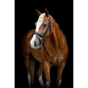 506363001-equestrian-bridle-with-flash-and-pullback-horseguard-cryll-25-2-black