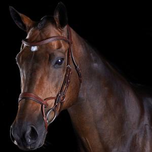 816079-818444-horse-training-bridles-weatherbeeta-collegiate-comfitec-brown